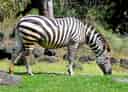 動物図鑑・グラントシマウマの写真 1